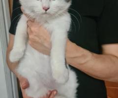 Котенок девочка