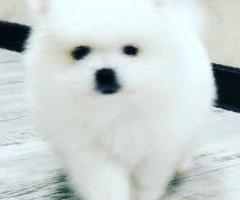 Померанский шприц