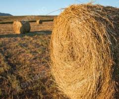 Сено в рулоне