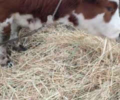 Продаётся нетель