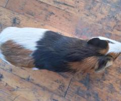 морская свинка трёхцветная