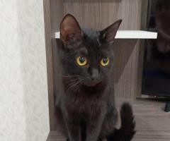 Отдается молодая кошечка