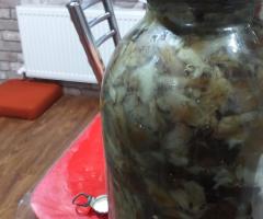 Продам грибы опята маринованные  2024 г.